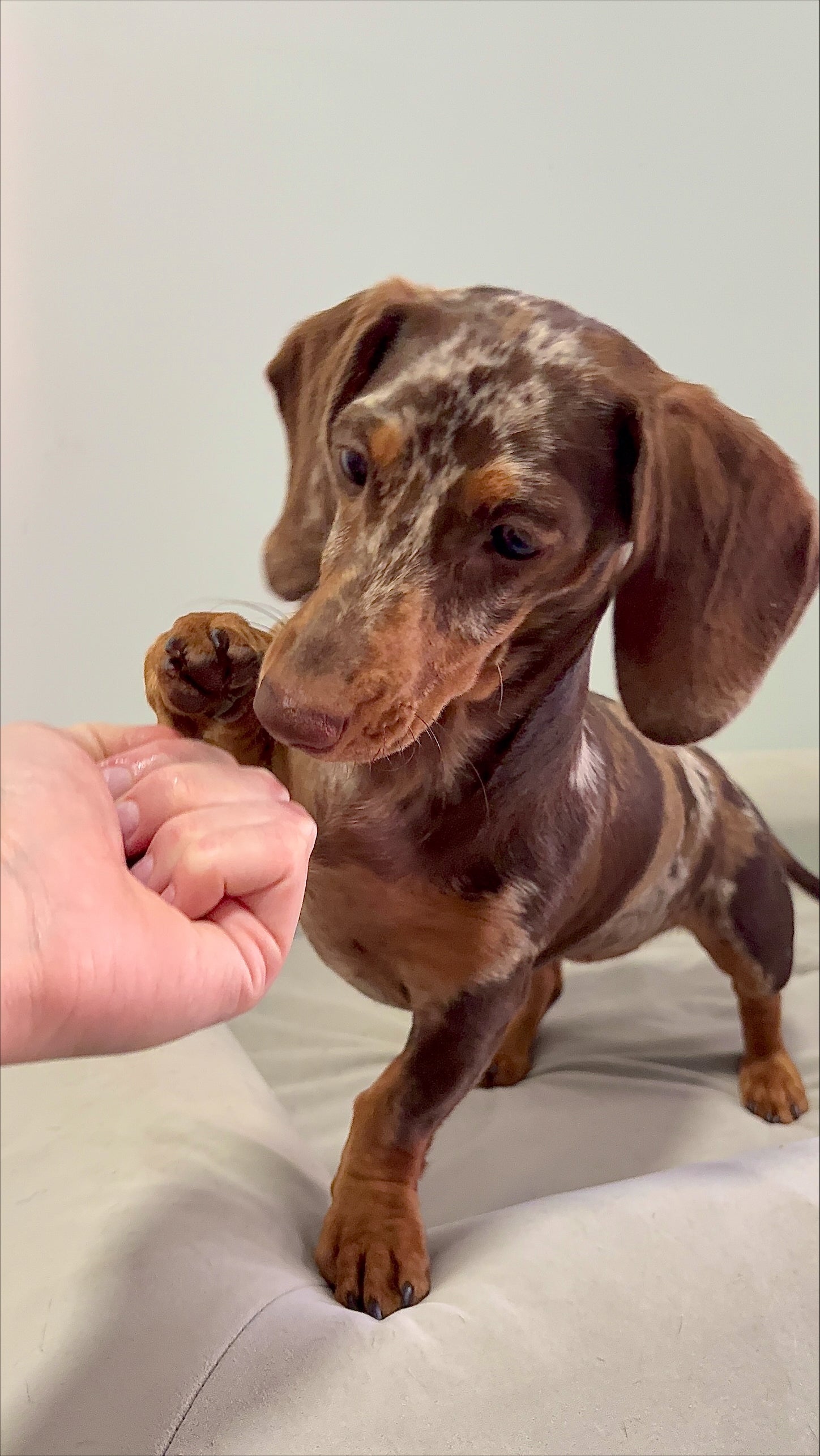 5 Tips To Get Your Pet Used To Paw Touching