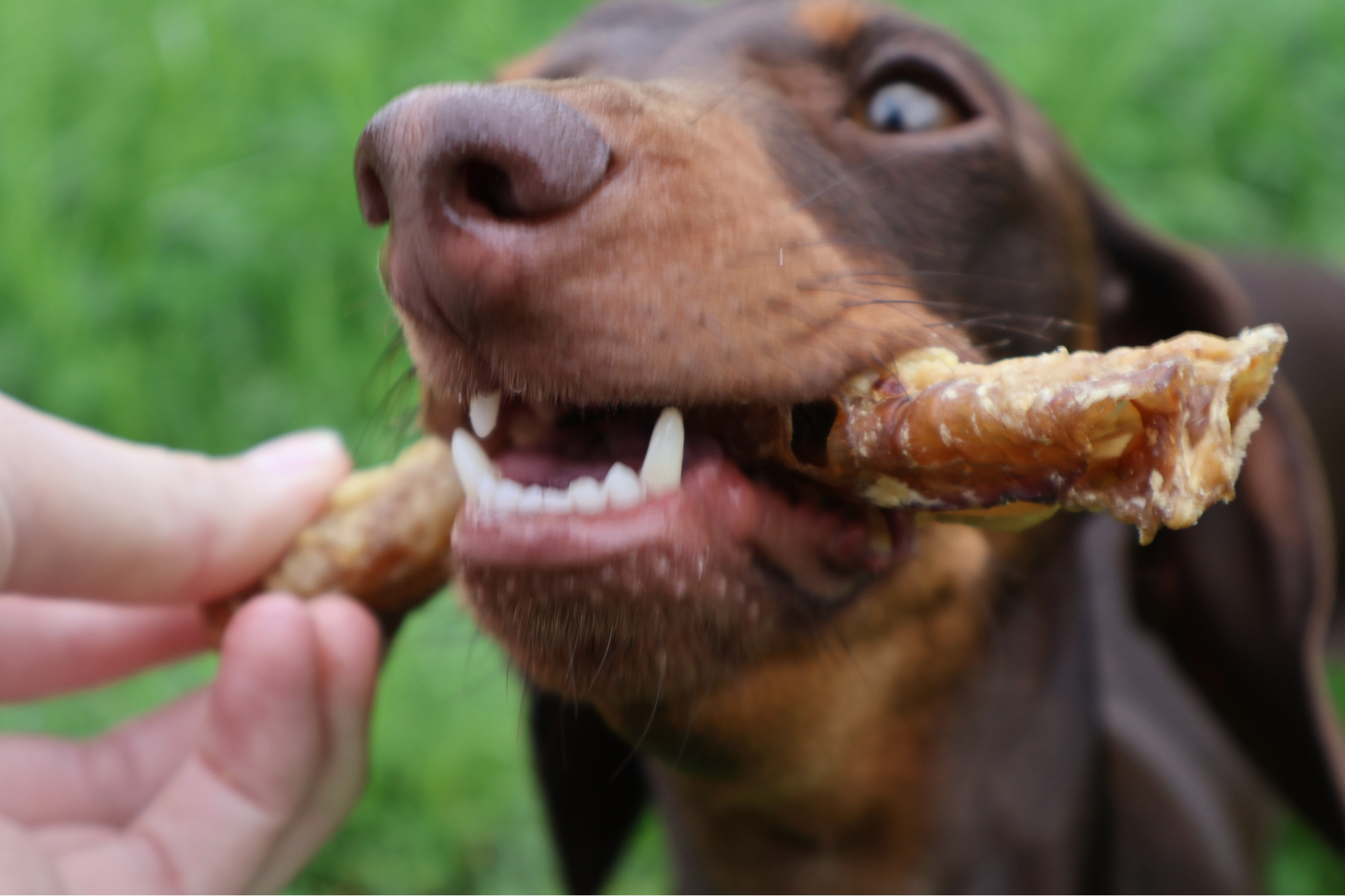 Lamb Trachea